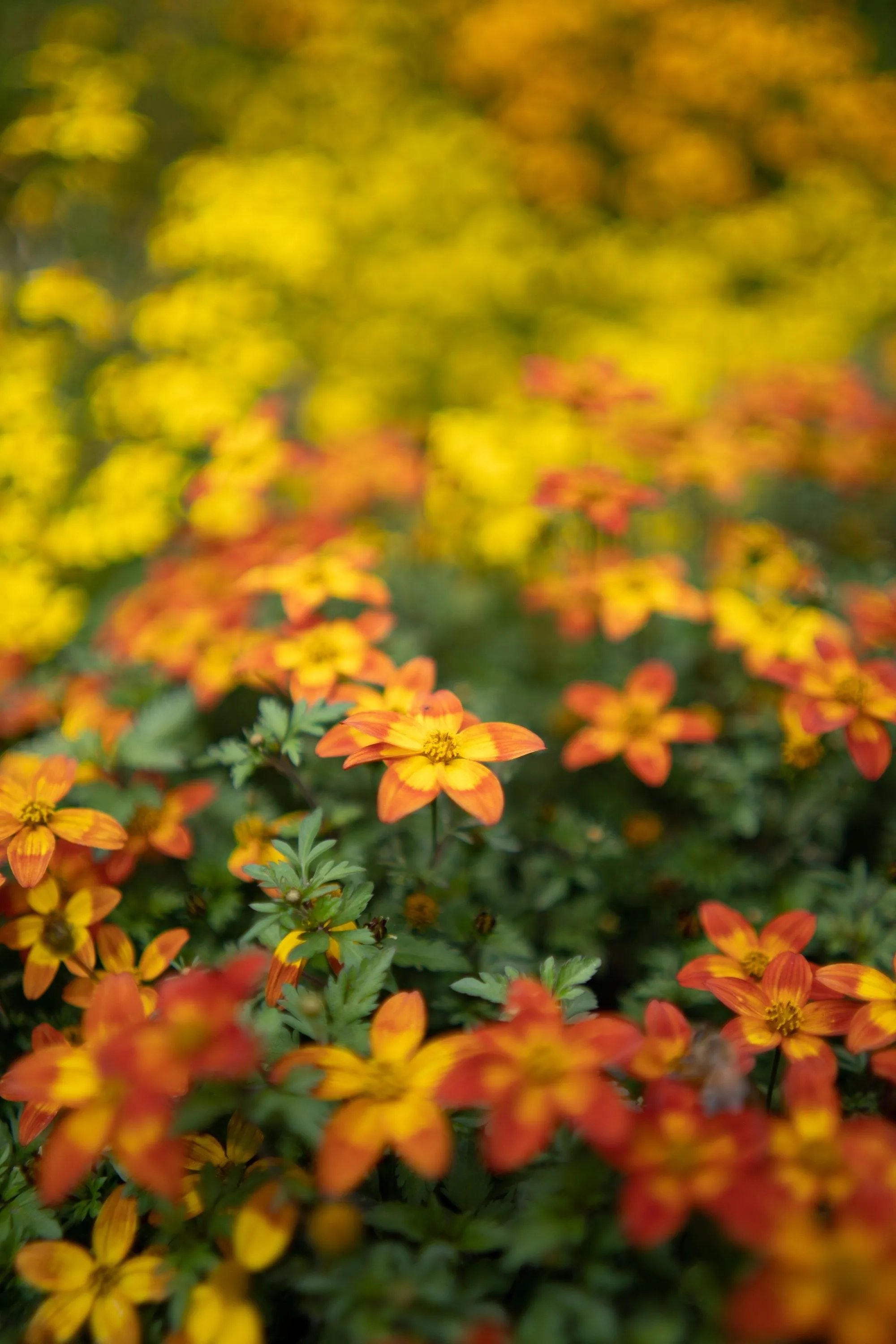 35mm F1.8 AF Compact Full Frame Wide Angle (Sony E)