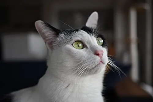 Nikon Z DX 24mm f/1.7 NIKKOR Lens (Nikon Z)